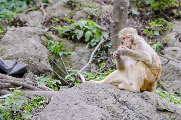 梦见被猴子咬
